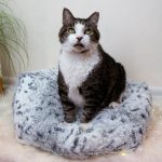 Spottedbedwithcatsmaller